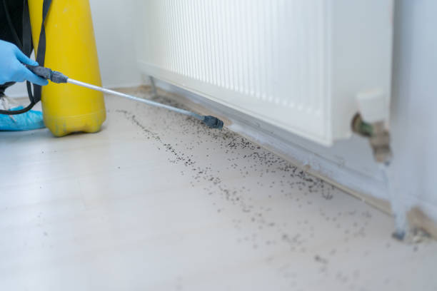 Best Ant Control Services  in Pleasant Prairie, WI